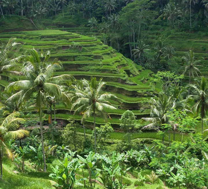 Bali — destino de luna de miel